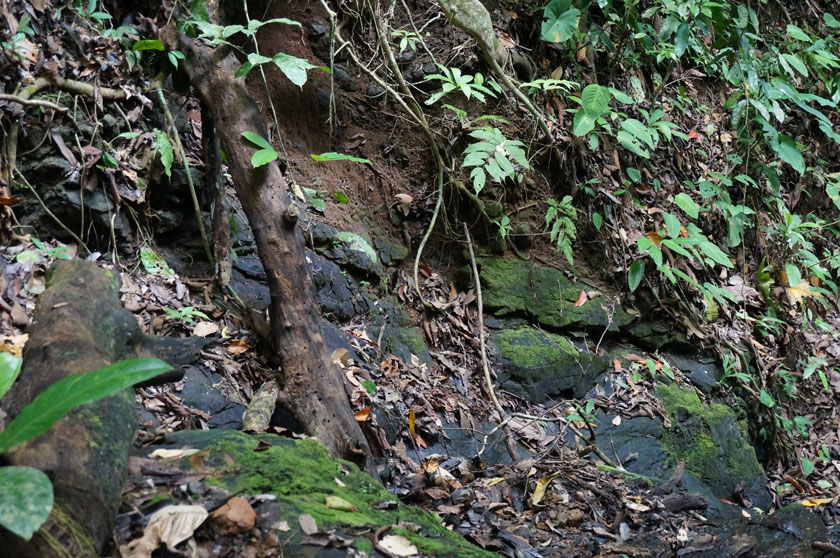 Costa-Rica-Property-moss