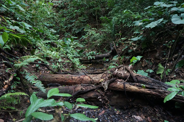 Costa-Rica-Property-old-forest-a