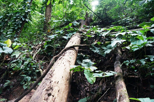 Costa-Rica-Property-old-forest