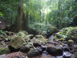 Old Forest Landscapes